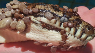 Encuentran en Australia a una pitón cubierta con más de 500 garrapatas en el interior de una piscina